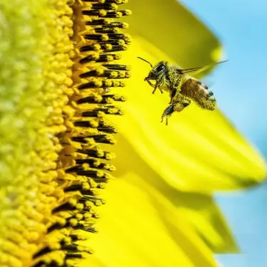 Limit the use of pesticides