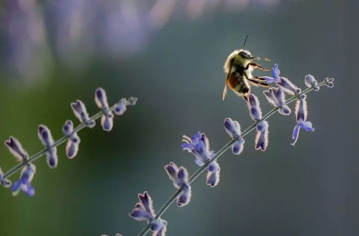 Plant flowering plants at different times to ensure constant access to food