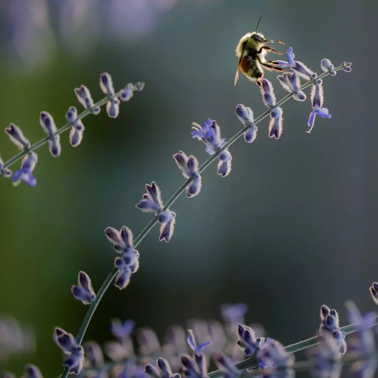 Plant flowering plants at different times to ensure constant access to food