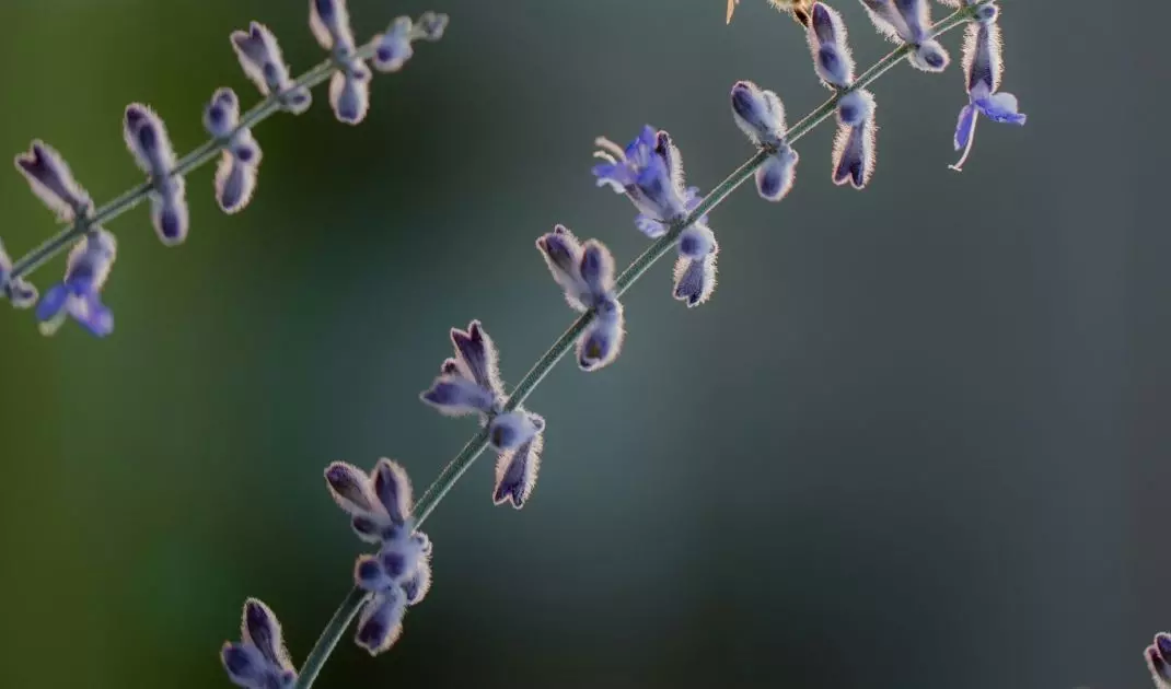 Plant flowering plants at different times to ensure constant access to food
