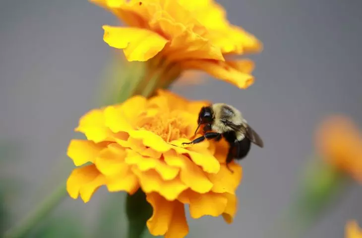 Yellow flowers attract bees