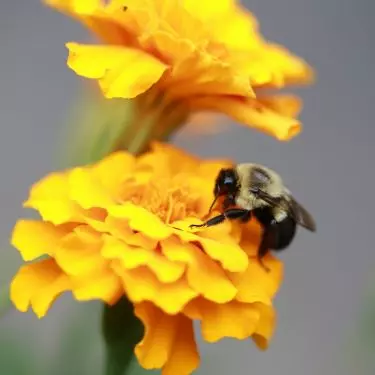 Yellow flowers attract bees