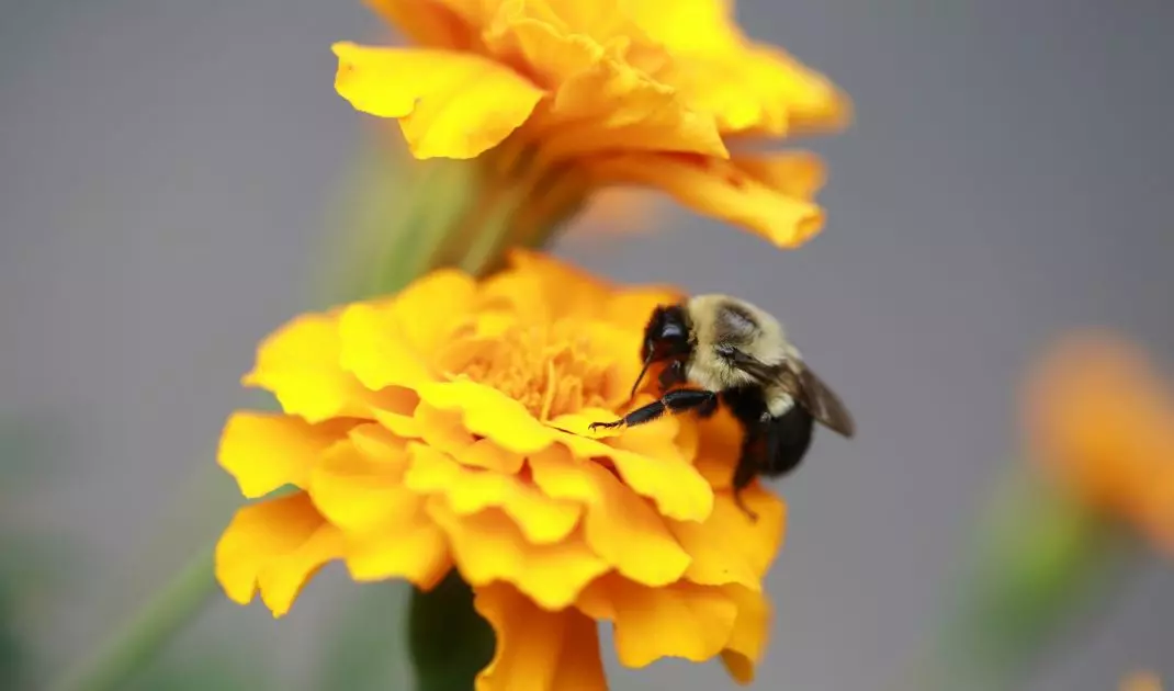 Yellow flowers attract bees