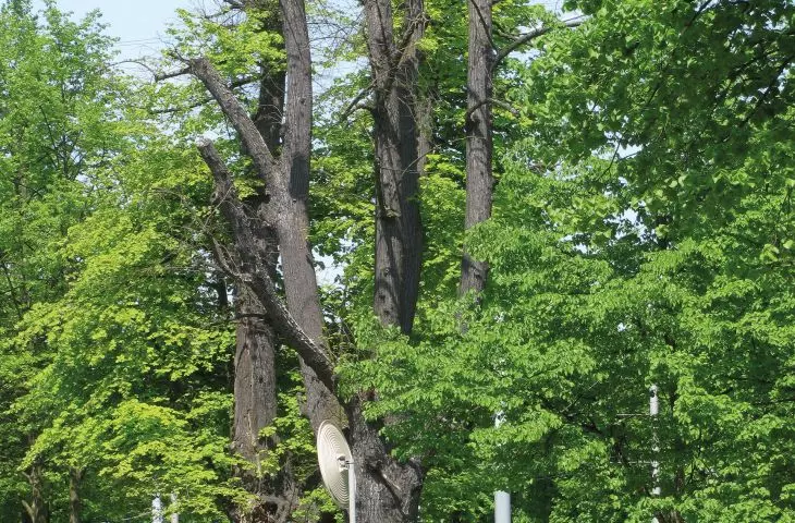 Dying, nearly 250-year-old linden trees from Gdansk's Grand Avenue