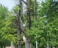 Dying, nearly 250-year-old linden trees from Gdansk's Grand Avenue