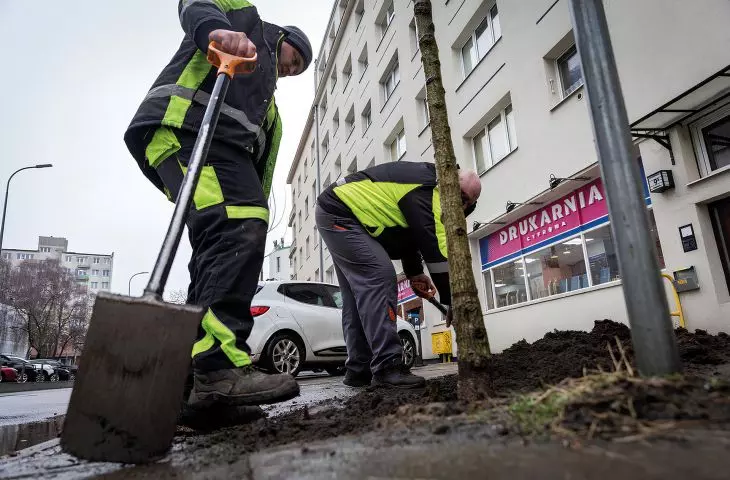 Restoration of the tree stand in Downtown Gdynia