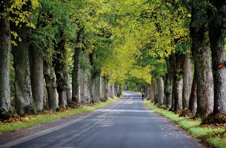 residents and activists oppose the felling of nearly 800 trees in Kashubia, in the buffer zone of the Słupia Valley Landscape Park