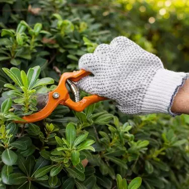 Make sure your trimming tools are sharp and clean