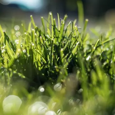 Fertilize your lawn with a product with low nitrogen content