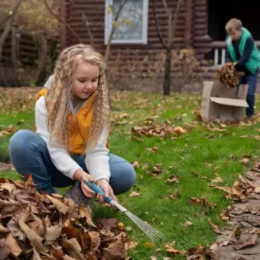 Remove fallen leaves and other organic debris 
