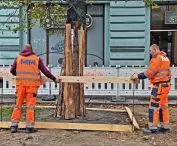 Protection of the old existing greenery was one of the priorities of the city authorities