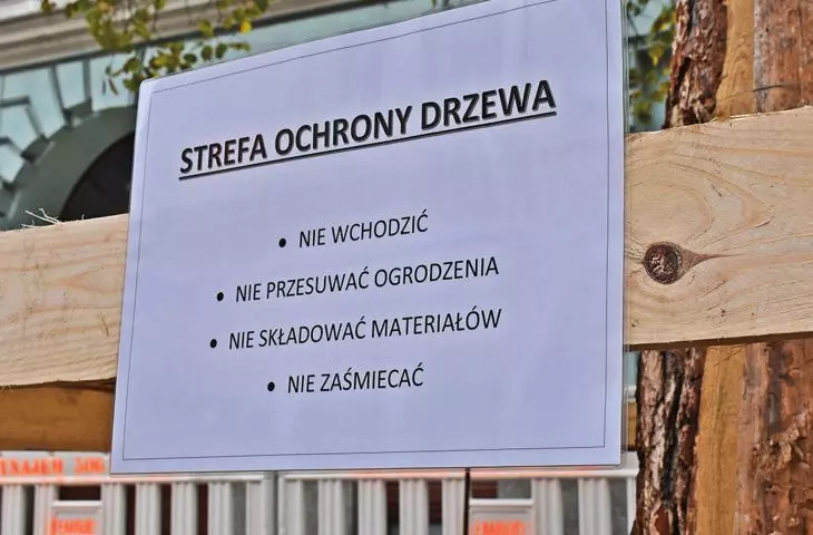 ochrona starej, istniejącej zieleni była jednym z priorytetów władz miasta