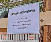 ochrona starej, istniejącej zieleni była jednym z priorytetów władz miasta