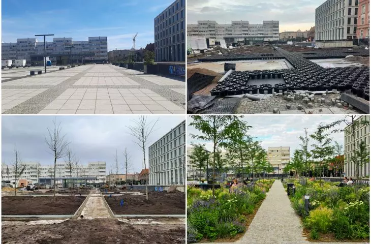 Etapy zazieleniania Placu Nowy Targ we Wrocławiu