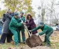 Planting of dew trees in Przymorze district