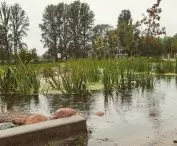 ogród deszczowy w deszczu, proj.: Pracownia Krajobrazy Wojciech Januszczyk 