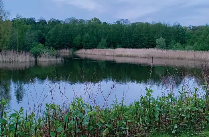 staw w Parku Reagana w Gdańsku
