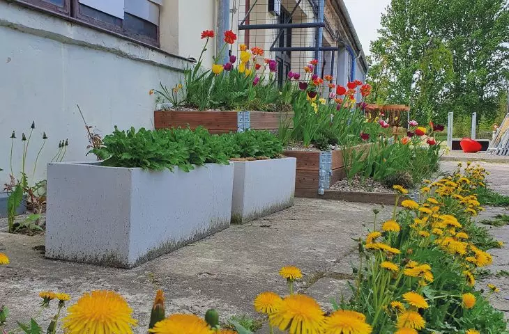 tulips and dandelions
