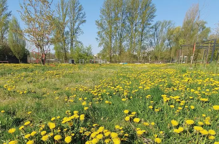 turf overgrown with dandelions on the premises of the Pearl Brewery in Lublin