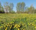 turf overgrown with dandelions on the premises of the Pearl Brewery in Lublin