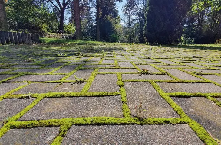 sidewalk cracks