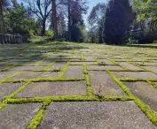 sidewalk cracks