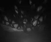Projektor Moony