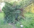 Examples of backyard rainwater tanks - IBC tank overgrown with wild vines and ivy