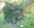 Examples of backyard rainwater tanks - IBC tank overgrown with wild vines and ivy
