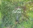 Examples of backyard rainwater tanks - IBC tank overgrown with wild vines and ivy