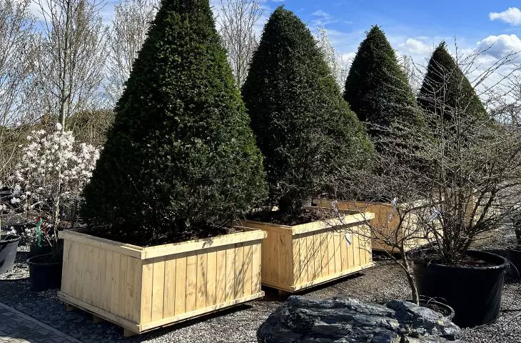 Yew - Taxus baccata 