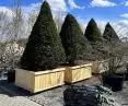 Cis – Taxus baccata 