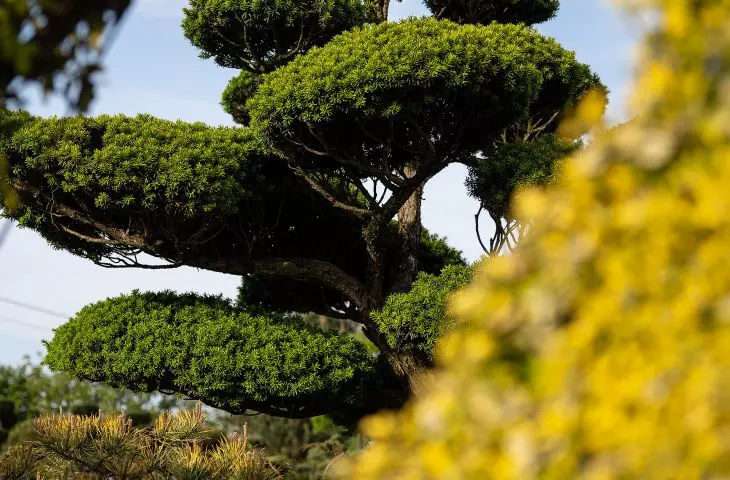  Yew - Taxus cuspidata