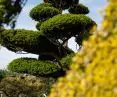  Cis - Taxus cuspidata