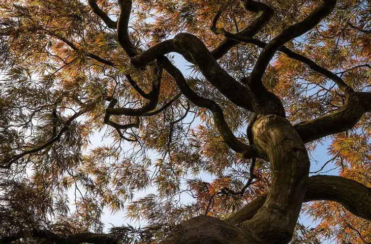 klon palmowy – Acer palmatum ‚Ornatum’