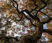 palm maple - Acer palmatum 'Ornatum'