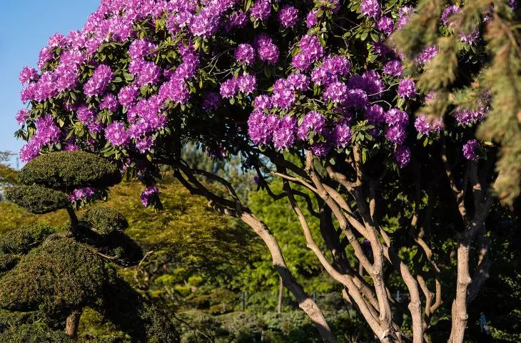 Różanecznik – Rhododendron hybr. ‚Catawbiense Grandifloru’