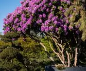 Rhododendron - Rhododendron hybr. 'Catawbiense Grandifloru'