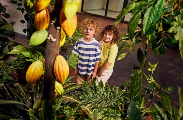The exhibition tells the story of everything that happens to chocolate: from cocoa beans to packaging