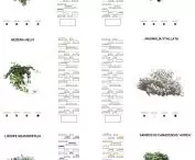 Bosco Verticale (z włoskiego 'Pionowy las' lub 'Wertykalny las') w Mediolanie – rodzaje roślin występujących w wieżowcach 