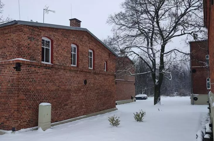 A tree among the houses