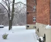 Drzewo pośród domów