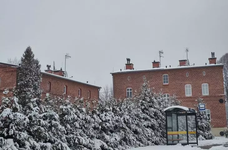 Fasada drzew okalająca osiedle 