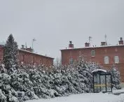 A façade of trees surrounding the estate 