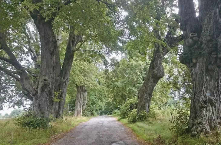 avenue of aged lindens leading to the palace in Rzucewo near Puck; according to legend, planted by King Jan Sobieski