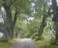 avenue of aged lindens leading to the palace in Rzucewo near Puck; according to legend, planted by King Jan Sobieski