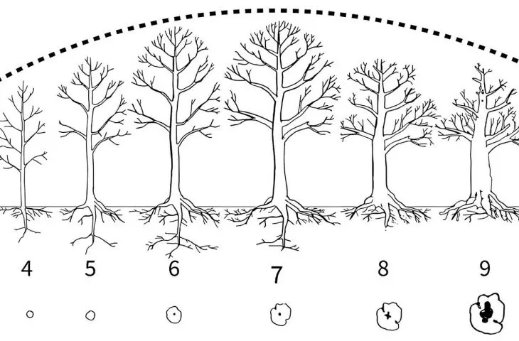 diagram of the development of the tree from germination to the senile stage - drawing by Jakub Jozefchuk based on illustrations by Neville Fay, inspired by the works of Lonsdale and Raimbault