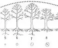 diagram of the development of the tree from germination to the senile stage - drawing by Jakub Jozefchuk based on illustrations by Neville Fay, inspired by the works of Lonsdale and Raimbault