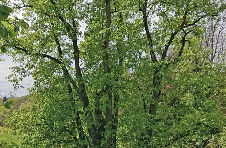 Tassilolinde - a linden tree that grew as early as 1300 years ago, so it is probably about 1400 years old