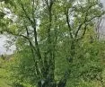 Tassilolinde - a linden tree that grew as early as 1300 years ago, so it is probably about 1400 years old